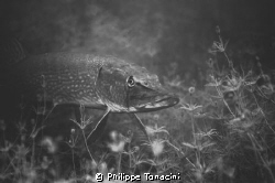 brochet by Philippe Tonacini 